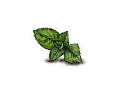 mint leaf art - positive